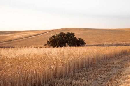 Oak tree in wheat field