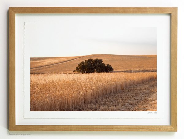 Oak tree in wheat field frame suggestion