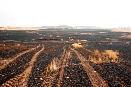 Burned wheat field