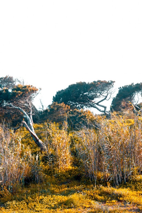 Pines next to the sea