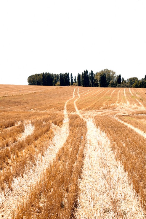 A trail in the wheat field