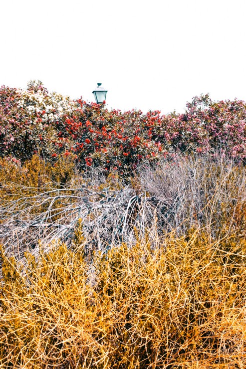 Lamppost behind the bushes