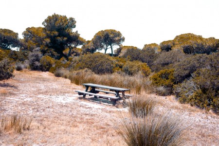 Table with benches in the pinewood