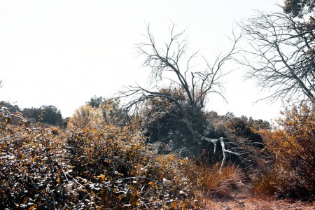Dead tree and brambles