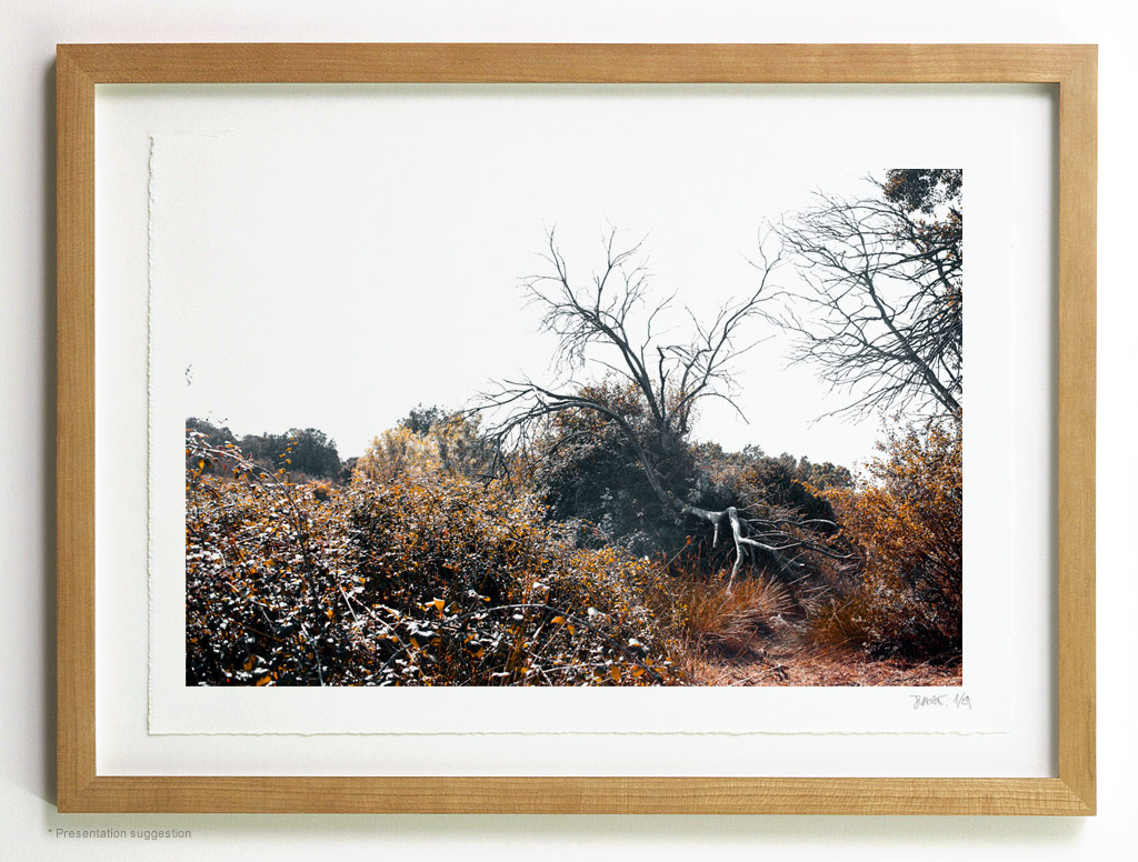 _MG_1676-frame Dead tree and brambles, frame suggestion