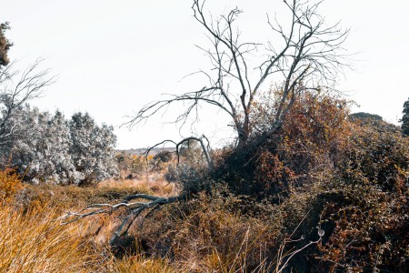Dead tree and brambles