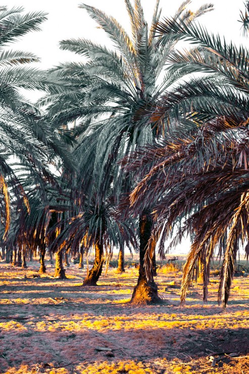 Trajano palms