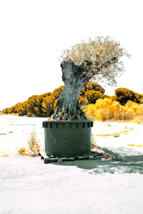 Olive tree in a pot, in the morning