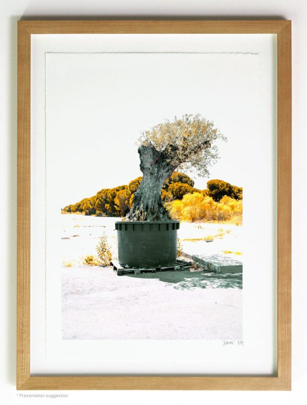 Olive tree in a pot, in the morning. Frame suggestion