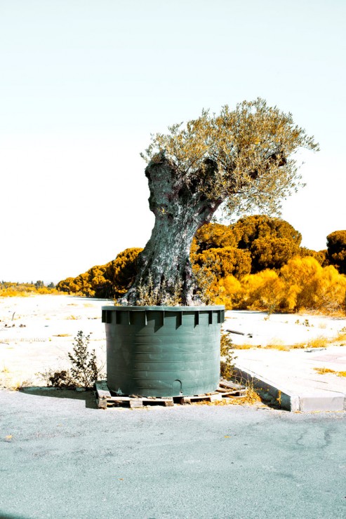 Olive tree in a pot, at sunset