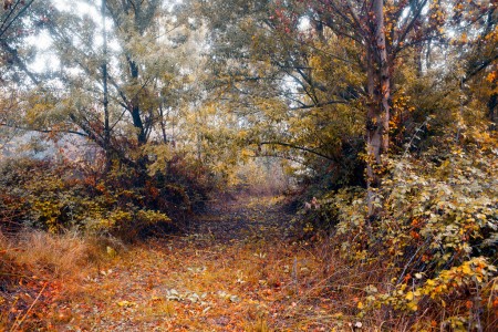 Way through the undergrowth