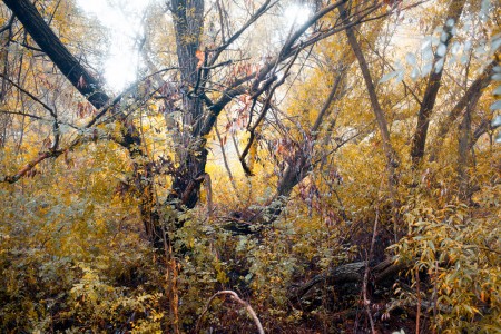 Within the Iberian forest 01