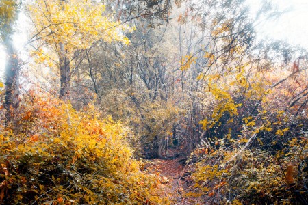 Way through the undergrowth