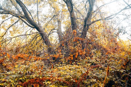 Within the Iberian forest 02