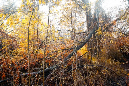 Broken branch in the iberian jumgle