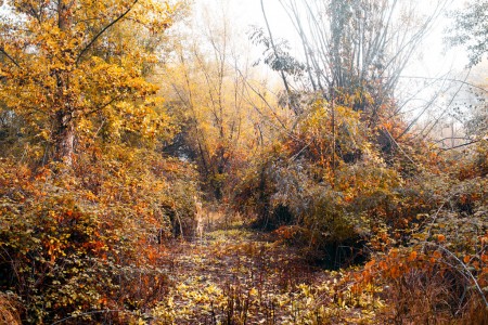 Way through the undergrowth 04