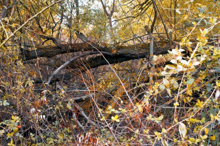 Big fallen branch in the jungle