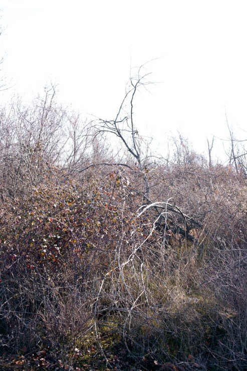 Brambles and dead tree