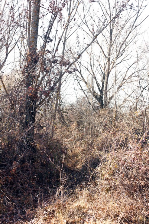 thickets in winter forest