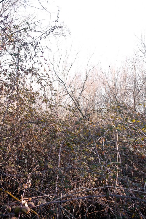 Brambles and dead tree 02