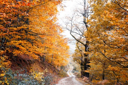 Orange is the way 02