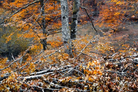 Tangled in grey and orange