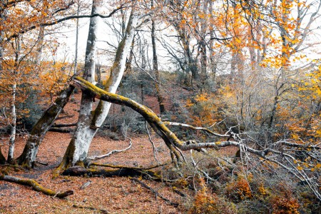 Broken tree in Irati