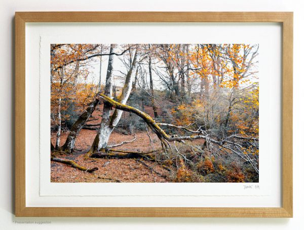 Broken tree in Irati, frame suggestion