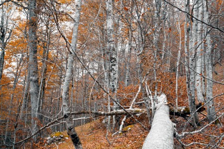 Fallen tree in Irati