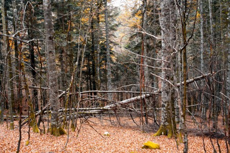 Fallen trees in Irati