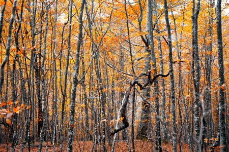 Black branch on orange