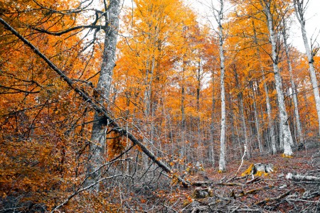 Fallen tree on orange