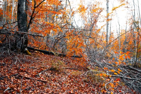 Broken branches on red floor