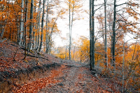 Cut trees hindering the way