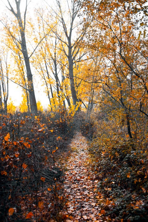 A path in the forest