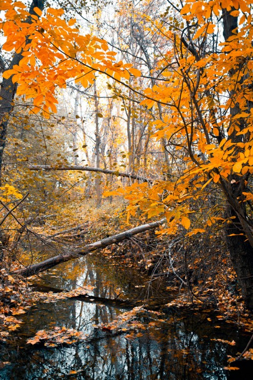 Fallen trees at the river