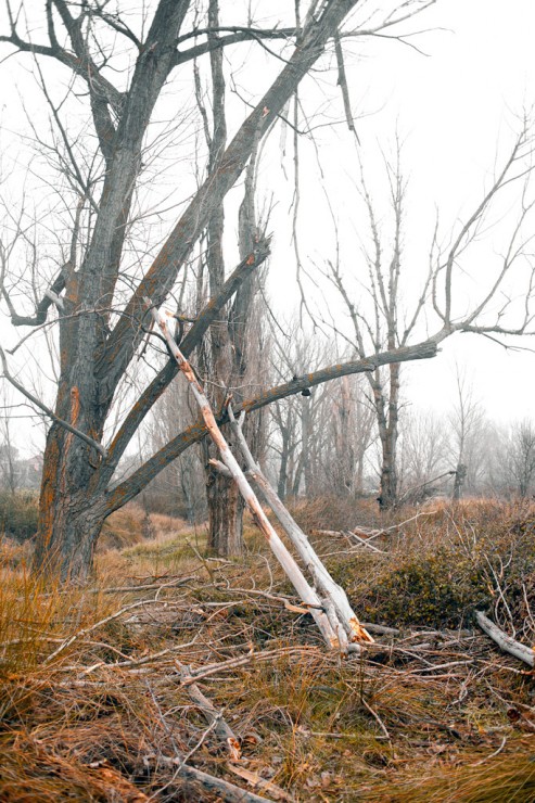 Broken poplar