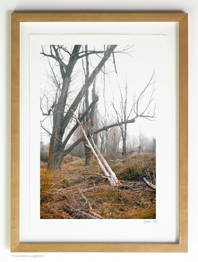 _MG_5941-frame-vertical Broken poplar, frame suggestion