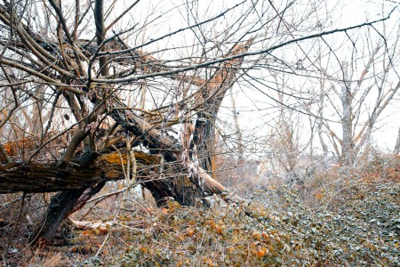 Tangled fallen willow
