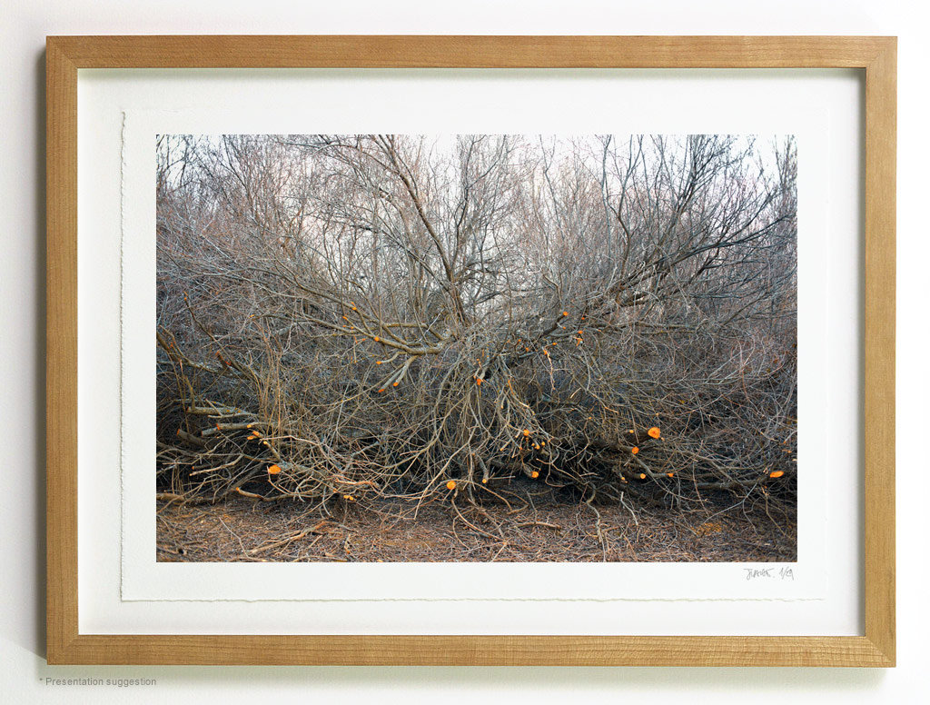 _MG_6557-frame Cutted tangle, frame suggestion