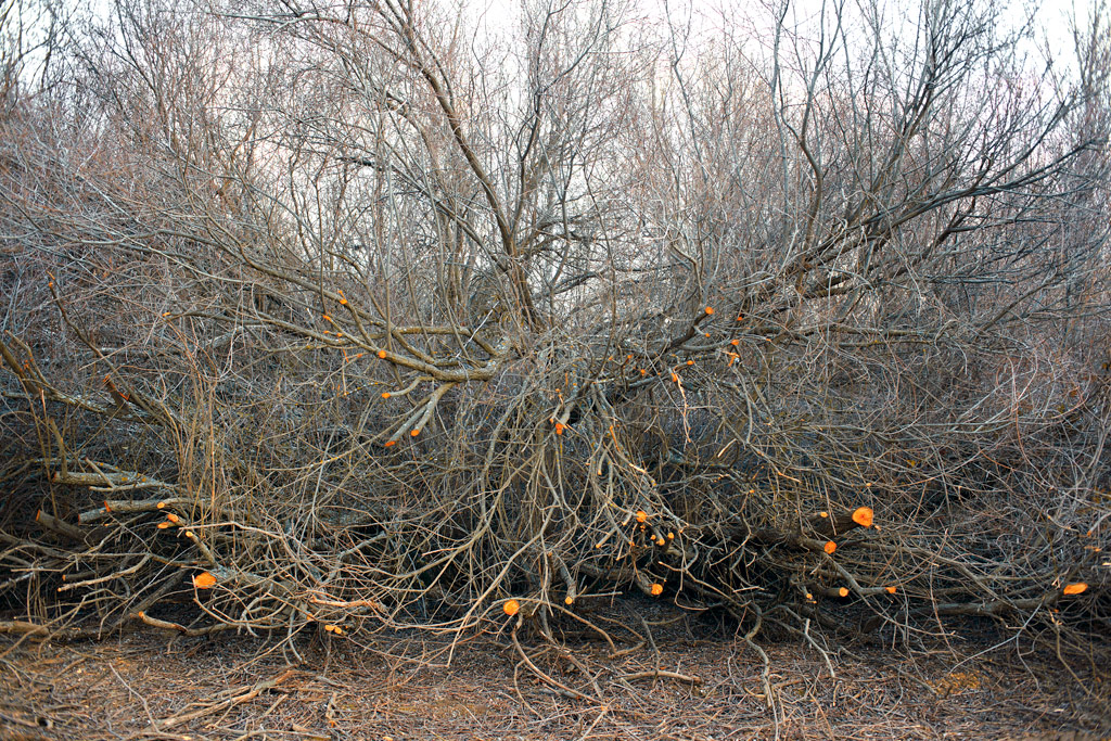 _MG_6557 Cutted tangle