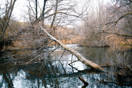 Fallen tree in the river