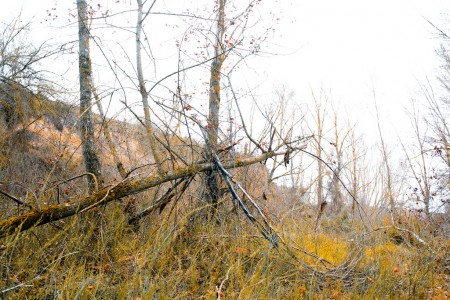 Fallen tree in the iberian forest