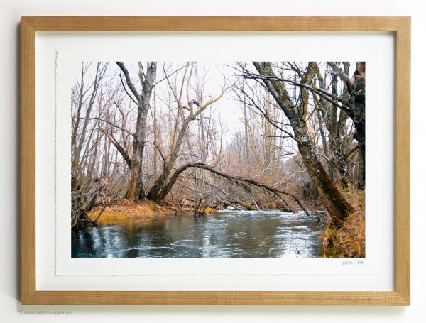 Fallen trees at the river, frame suggestion