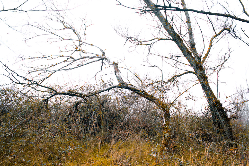 _MG_6604 Small leaning tree