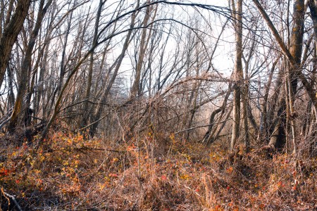 Fallen trees over red