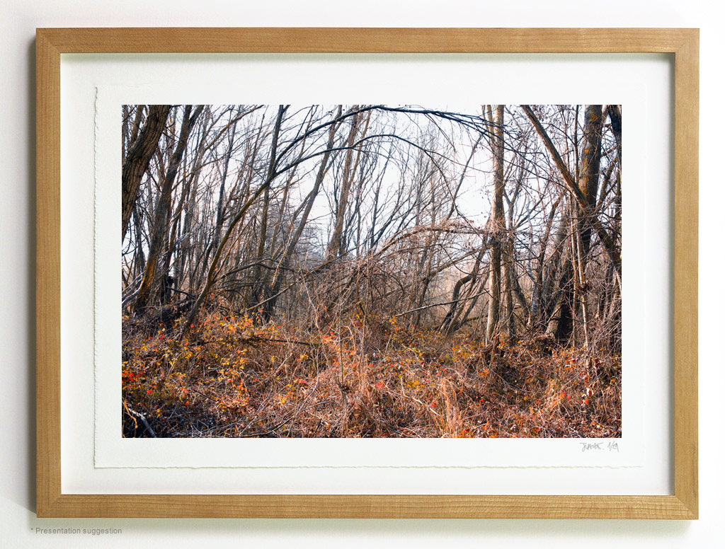 _MG_6681-frame Fallen trees over red, frame suggestion
