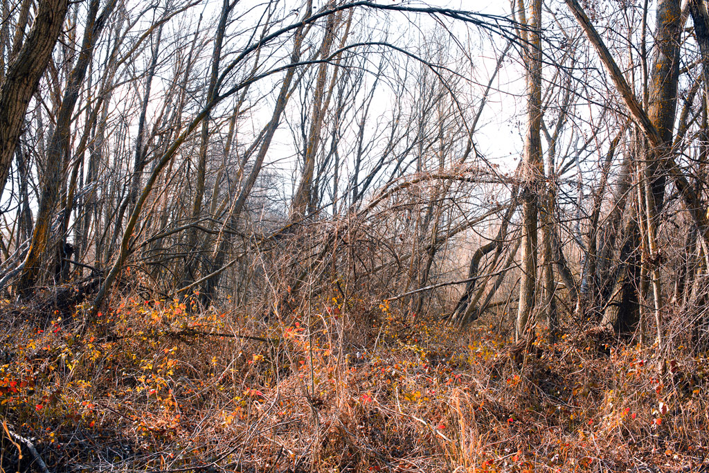 _MG_6681 Fallen trees over red