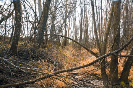 Fallen branches hamper the way