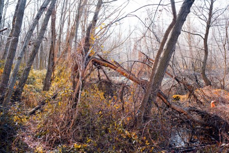 Alongside Jarama river